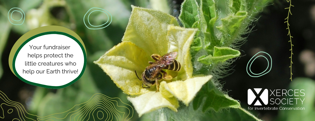 My fundraiser for Xerces